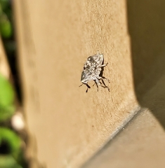 Eutyrhinus meditabundus