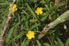 Ludwigia leptocarpa