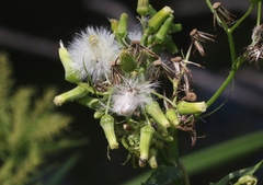 Erechtites valerianifolius