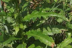 Erechtites valerianifolius