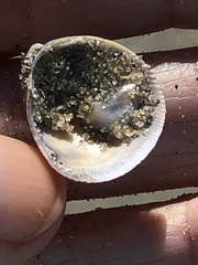 Laevicardium substriatum