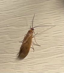 Platycentropus radiatus