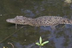 Crocodylus rhombifer