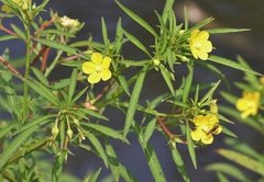 Ludwigia leptocarpa