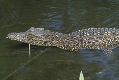 Crocodylus rhombifer