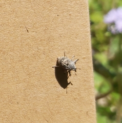 Eutyrhinus meditabundus