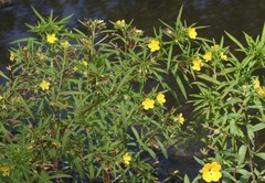 Ludwigia leptocarpa