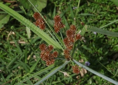 Cyperus ligularis