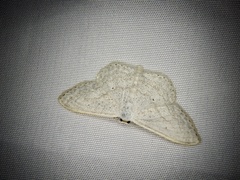 Scopula epiorrhoe