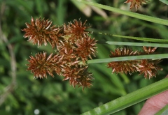 Cyperus ligularis