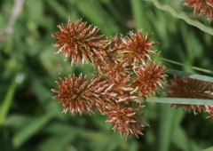 Cyperus ligularis