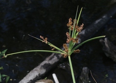 Cyperus ligularis