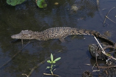 Crocodylus rhombifer