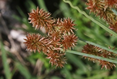 Cyperus ligularis