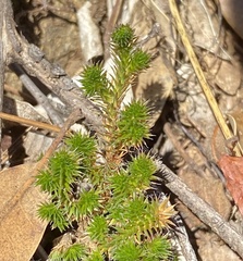 Selaginella wallacei