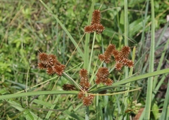 Cyperus ligularis