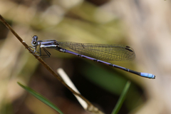 Argia hinei