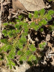 Selaginella wallacei