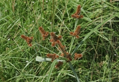 Cyperus ligularis