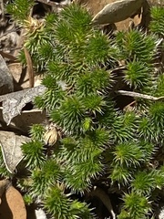 Selaginella wallacei