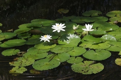 Nymphaea lotus