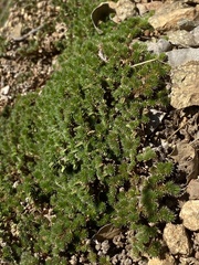 Selaginella wallacei