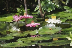 Nymphaea lotus