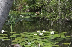 Nymphaea lotus
