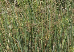 Schoenoplectus tabernaemontani