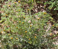 Dyssodia papposa
