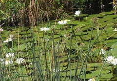 Schoenoplectus tabernaemontani