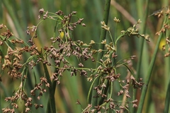 Schoenoplectus tabernaemontani