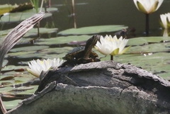 Trachemys decussata