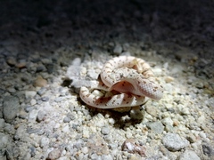 Phyllorhynchus decurtatus