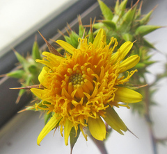 Berkheya heterophylla radiata