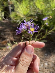 Eurybia hemispherica