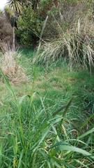 Alopecurus geniculatus