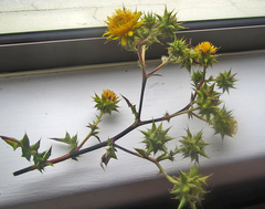 Berkheya heterophylla radiata