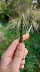 Alopecurus geniculatus