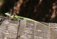 Anolis equestris