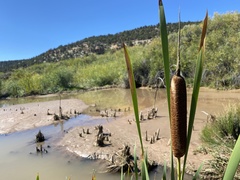 Typha latifolia