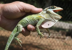 Anolis equestris
