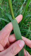 Alopecurus geniculatus