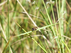 Megachile albitarsis