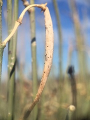 Asclepias subulata