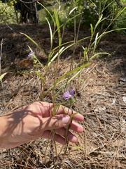 Eurybia hemispherica