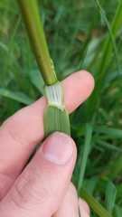 Alopecurus geniculatus