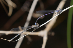 Argia hinei