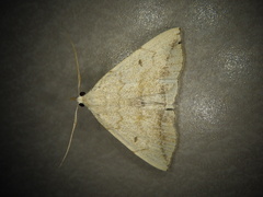 Zanclognatha helva