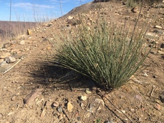 Asclepias subulata
